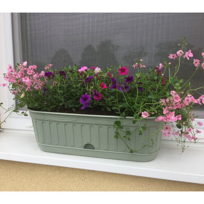 truhlík Lavanda na parapet